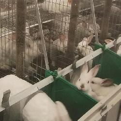 Промышленное Кролиководство AgroFarm2016
